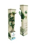 Boxed Tree Plant