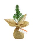 Jute Pouched Tree Plant